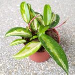 Hoja / Hoya carnosa Tricolor - obrazek 12