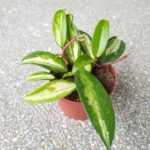 Hoja / Hoya carnosa Tricolor - obrazek 11