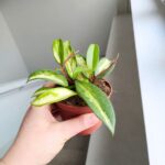 Hoja / Hoya carnosa Tricolor - obrazek 10
