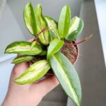 Hoja / Hoya carnosa Tricolor - obrazek 9