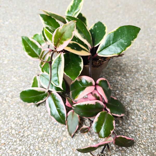 hoya hoja flamingo dream (1) Hoya / Hoja carnosa Flamingo dream M - obrazek 1