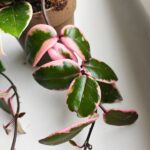 Hoya / Hoja carnosa Flamingo dream M - obrazek 10