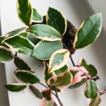 Hoya / Hoja carnosa Flamingo dream M - obrazek 9