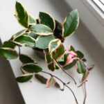 Hoya / Hoja carnosa Flamingo dream M - obrazek 8