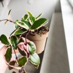 Hoya / Hoja carnosa Flamingo dream M - obrazek 7