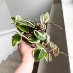 Hoya / Hoja carnosa Flamingo dream M - obrazek 6