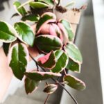 Hoya / Hoja carnosa Flamingo dream M - obrazek 5