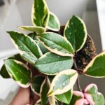 Hoya / Hoja carnosa Flamingo dream M - obrazek 4