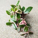 Hoya / Hoja carnosa Flamingo dream M - obrazek 3