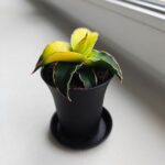 Sansevieria / Sansewieria STAR CANARY kanarkowa - obrazek 10