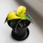 Sansevieria / Sansewieria STAR CANARY kanarkowa - obrazek 7
