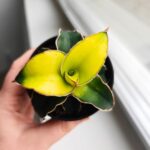 Sansevieria / Sansewieria STAR CANARY kanarkowa - obrazek 8