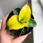 Sansevieria / Sansewieria STAR CANARY kanarkowa - obrazek 9