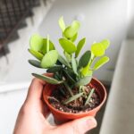"Hoja Madagaskaru" Xerosicyos danguyi / Silver dollar plant - obrazek 9