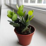 "Hoja Madagaskaru" Xerosicyos danguyi / Silver dollar plant - obrazek 10