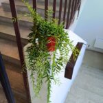 Aeschynanthus Green Star M - obrazek 3