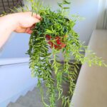 Aeschynanthus Green Star M - obrazek 5