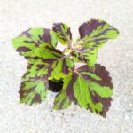 Koleus / Coleus Lolite - obrazek 6