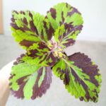 Koleus / Coleus Lolite - obrazek 2