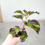 Koleus / Coleus Lolite - obrazek 3