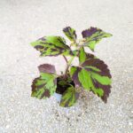 Koleus / Coleus Lolite - obrazek 4