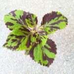 Koleus / Coleus Lolite