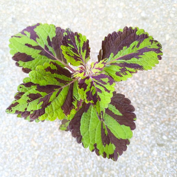 coleus koleus lolite (5) Koleus / Coleus Lolite - obrazek 1