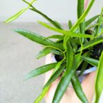 Dischidia philippinensis - obrazek 6