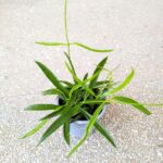 Dischidia philippinensis - obrazek 5
