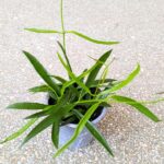 Dischidia philippinensis - obrazek 9