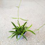 Dischidia philippinensis - obrazek 8