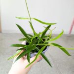 Dischidia philippinensis - obrazek 7