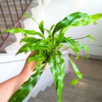Microsorum pteropus - paproć tropikalna - obrazek 5