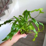 Microsorum pteropus - paproć tropikalna - obrazek 4