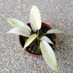 Filodendron / Philodendron Florida Ghost