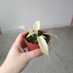 Filodendron / Philodendron Florida Ghost - obrazek 6
