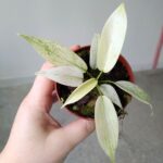 Filodendron / Philodendron Florida Ghost - obrazek 5
