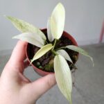 Filodendron / Philodendron Florida Ghost - obrazek 4