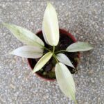 Filodendron / Philodendron Florida Ghost - obrazek 3