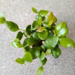 Rhipsalis crispata Amstel - wiszący sukulent - obrazek 2
