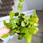 Rhipsalis crispata Amstel - wiszący sukulent
