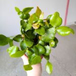 Rhipsalis crispata Amstel - wiszący sukulent - obrazek 4