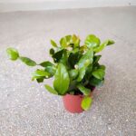 Rhipsalis crispata Amstel - wiszący sukulent - obrazek 3