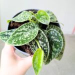 Scindapsus Tricolor Silver - obrazek 2