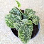 Scindapsus Tricolor Silver