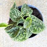 Scindapsus Tricolor Silver - obrazek 6