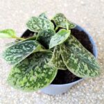 Scindapsus Tricolor Silver - obrazek 5