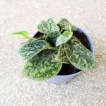 Scindapsus Tricolor Silver - obrazek 4