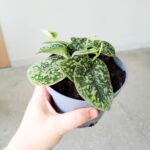 Scindapsus Tricolor Silver - obrazek 3