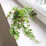 Aeschynanthus Japhrolepis / Eszynanthus - obrazek 3